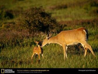 White Tailed Deer Picture Desktop