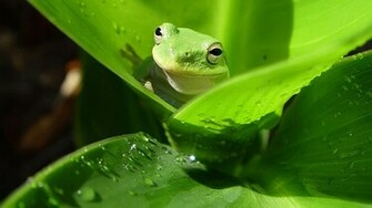 White S Tree Frog Wallpaper