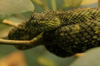 Bush Viper Snake Wallpaper HD Image