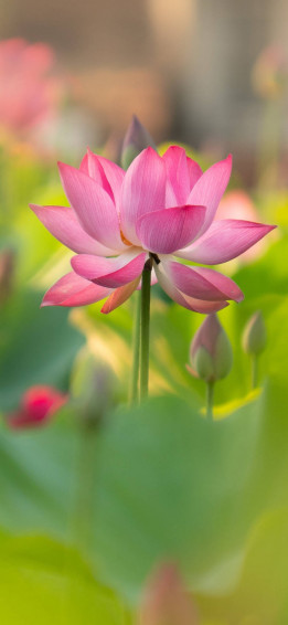 Budding Lotus Flower Lu2vz81e849tj6em Wallpaper