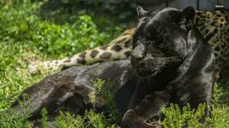 Black Leopard Wallpaper Animal