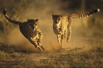 Cheetah Running Wallpaper Pet And Animals