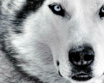 Husky High Definition Desktop Wallpaper HD Nature