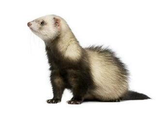 Cute Ferret Wallpaper