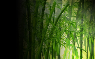 Bamboo Wallpaper