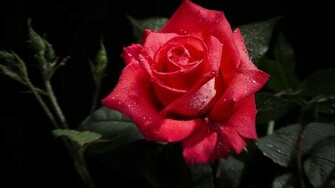 Red Rose HD Wallpaper
