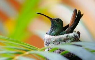 Pure High Definition HD You Can Cool Desktop Image For