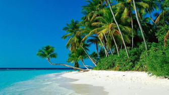 Tropical Beach With Palm Tree Wallpaper HD