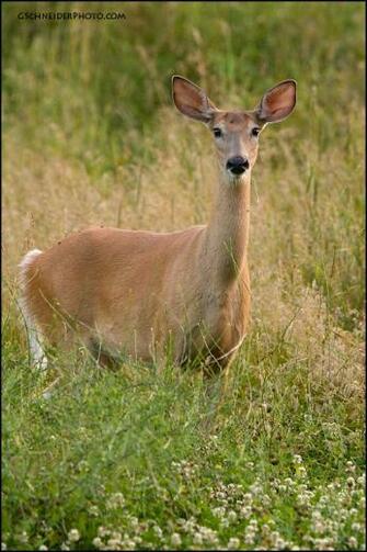 Greg Schneider Wildlife White Tailed De