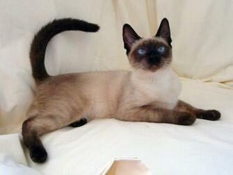Pics Photos White Siamese Cats Funny Cat Wallpaper