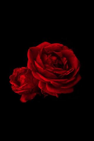 Apple Wallpaper Valentine Roses Red iPhone4 iPhone