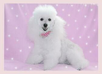 Poodle Wallpaper Desktop