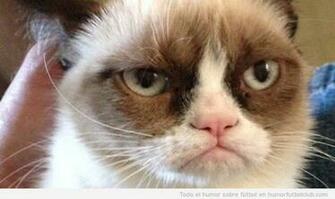 Grumpy Cat Del Meme Al Estrellato Image Crazy Gallery