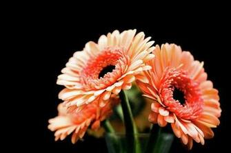 Flower Plant Beautiful Background Sophisticate Nice Nature