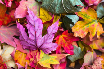 Autumn Wallpaper HD Hq