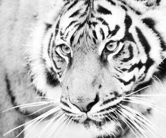 Gudu Ngiseng Black And White Tiger Pictures