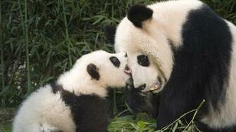 Baby Panda Cool Wallpaper Amazing Wallpaperz