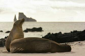 Galapagos Sea Lions On Beach With Kicker Rock In Background San