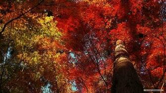 Wallpaper Travel Japan