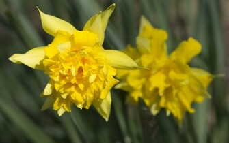 Daffodils Wallpaper