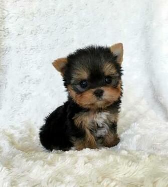 Teacup Puppies Wallpaper