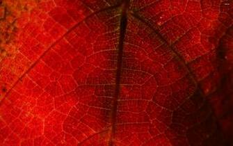 Red Grape Leaf Wallpaper Nature