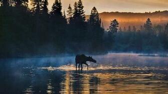 Western Moose In Isle Royale National Park Michigan Bing