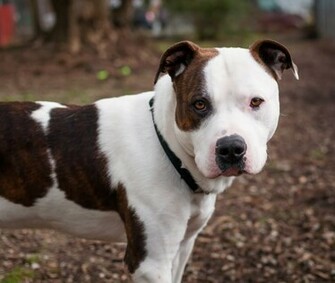 Pitbull Dog New Wallpaper Pictures
