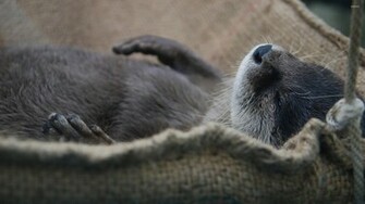 Sleeping Otter Wallpaper Animal