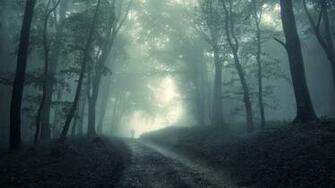 Forest HD Wallpaper Background Image