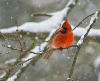 Pin Bird Snow Winter HD Wallpaper 1080p