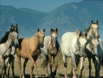 Wild Horses Running Wallpaper Beautiful White