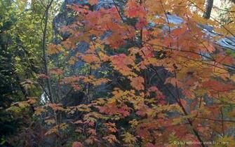 Fall Colors Desktop Wallpaper From An Otherwise Sane Perspective