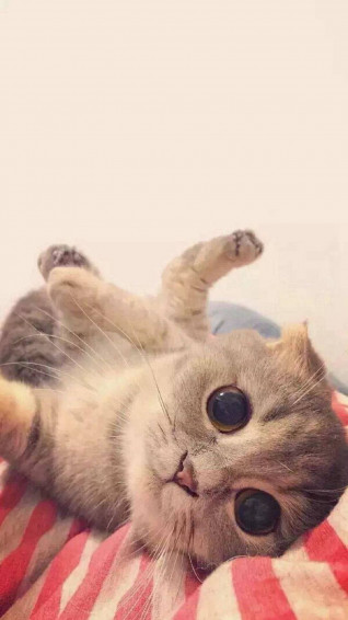 Cat iPhone Wallpaper