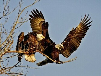The Beuty Of Eagle