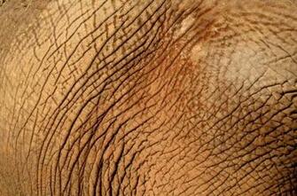 Elephant Skin Background Stock Photo