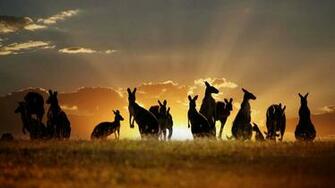 Kangaroos Wallpaper