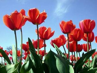 May Flowers A Return To Spring Is Forecast For Next Week Hooray