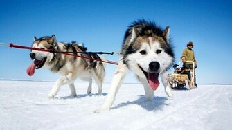 File Name Alaskan Malamute Wallpaper