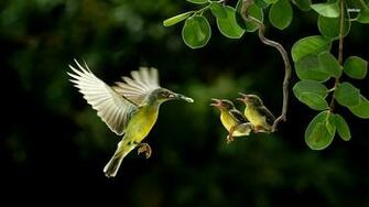 Hummingbird With Chicks Wallpaper Animal