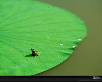 Description Amphibian Frog On Lily Pad Wallpaper