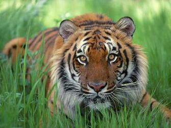 Bengal Tiger Wallpaper