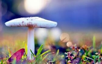 Beautiful Wallpaper For Desktop HD Evolution