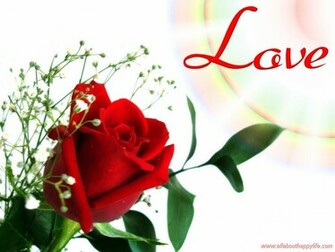 Flower Wallpaper Rose Love Full HD 1080p Desktop Background For Pc