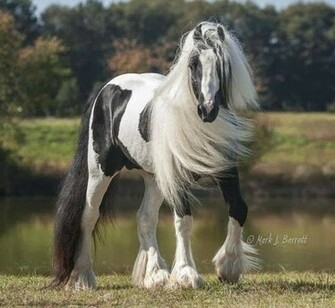 Horse Wallpaper