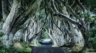 Dark Hedges Northern Ireland 4k HD Desktop Wallpaper For