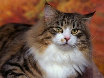 Cat Wallpaper Cute Pictures Animal Desktop Background