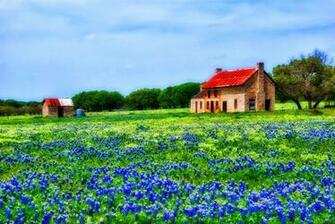 Texas Bluebonnets Wallpaper Wallpaperin4k Net