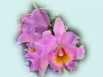 Beautiful Orchids Wallpaper