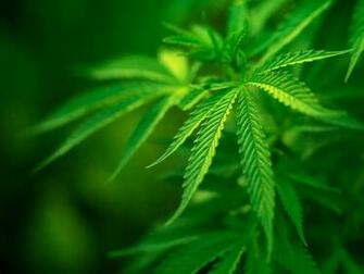 Desktop Wallpaper Marijuana